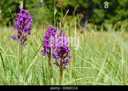 (westliche Sumpforchidee, breitblättrige Sumpforchidee, Fanorch, gewöhnliche Sumpforchidee oder irische Sumpforchidee) Stockfoto