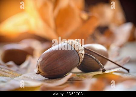 Die Eichel in den herbstlich gefallenen Blättern. Stockfoto