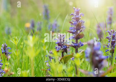 Wilde Blumen auf der Wiese - Bugle Flower, Bugleweed, Teppichweed - Ajuga Reptans Stockfoto