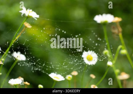 Tau auf Spinnennetz unter Blumen, Macro Stockfoto