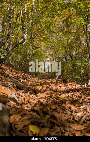 Niedriger Blickwinkel auf den mit trockenen Blättern bedeckten Waldweg im Herbst Stockfoto