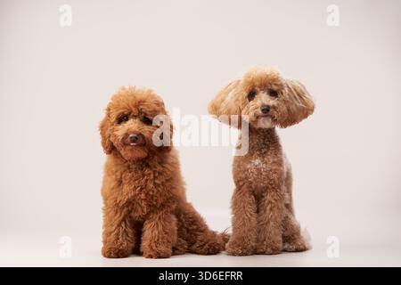 Zwei kleine Pudel, eine Aprikose und eine rote, sitzen nebeneinander vor einem weichen beigen Hintergrund. Ihr passender, gut gepflegter Pelz macht sie zu ihrem liebenswerten Stockfoto