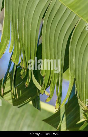Licht und Schatten auf Bananenblättern, beleuchtet von der Morgensonne, Nahaufnahme aufgenommen auf einer Farm in den östlichen Andenbergen Stockfoto