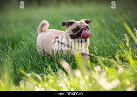 Glücklicher Mops, der im Park auf dem Gras läuft Stockfoto