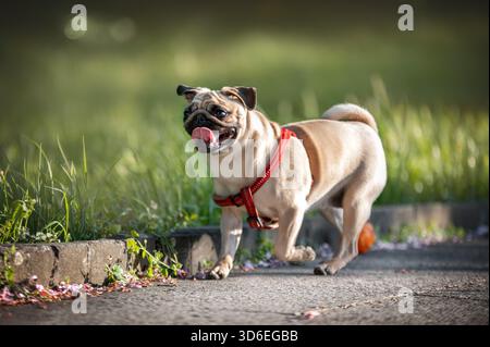Mops Hund spazieren und erkunden eine ländliche Ranch, umgeben von Vegetation und Landschaft. Ein bezauberndes Bild, das das Hundeleben der Stadt mit dem r Stockfoto