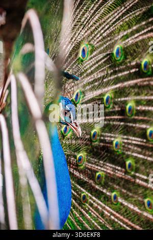 Dieses Nahaufnahme-Bild zeigt einen männlichen Pfau, der sein lebendiges Gefieder in schillernden Blau- und Grüntönen mit komplizierten Augenmustern zeigt Stockfoto