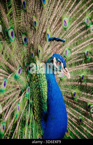 Atemberaubende Nahaufnahme eines männlichen Pfauens, der sein leuchtendes blau-grünes Gefieder zeigt und die schillernden Augenmuster auf seinen Schwanzfedern in DE hervorhebt Stockfoto