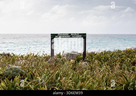 Ein Schild ohne Schwimmen steht gut sichtbar inmitten von lebendigem Grün an den felsigen Ufern von Cozumel, Mexiko, mit Blick auf das ruhige karibische Wasser, Indicat Stockfoto