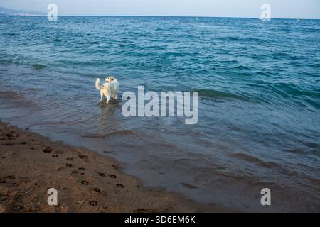 Ein verspielter Hund erkundet die Küste und hinterlässt Pfotenabdrücke im Sand. Das klare blaue Meer schafft eine friedliche Atmosphäre, perfekt für einen entspannenden Tag im Stockfoto