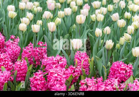 Lebendige Gartenszene mit blühenden rosafarbenen Perlhyazinthen und weichen cremefarbenen Tulpen. Die üppigen Blumen bilden einen atemberaubenden visuellen Kontrast und symbolisieren s Stockfoto