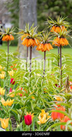 Eine lebhafte Darstellung von orangen kaiserlichen Kronenblumen inmitten einer Vielzahl von bunten Tulpen in einer üppigen Gartenumgebung. Die Mischung der Farben erzeugt einen lebendigen spr Stockfoto