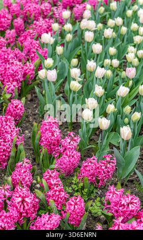 Ein lebendiger Garten voller rosafarbener Hyazinthen und weißer Tulpen in voller Blüte. Diese Szene fängt die Schönheit der Natur mit kontrastierenden Farben und üppigen Farben ein Stockfoto