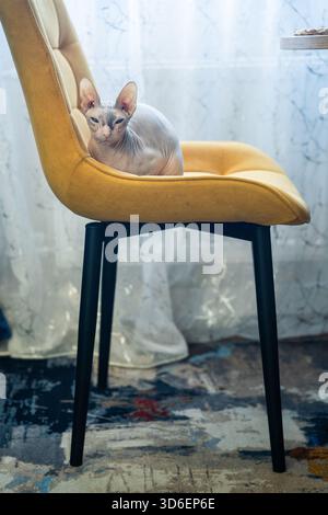 Eine haarlose Sphynx-Katze sitzt bequem auf einem hellgelben Polsterstuhl und blickt auf die Kamera mit ihrer markanten faltigen Haut und ihrem großen Ei Stockfoto