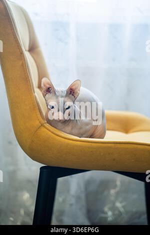 Eine haarlose Sphynx-Katze sitzt bequem auf einem hellgelben Polsterstuhl und blickt auf die Kamera mit ihrer markanten faltigen Haut und ihrem großen Ei Stockfoto