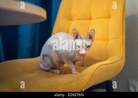 Eine haarlose Sphynx-Katze sitzt bequem auf einem hellgelben Polsterstuhl und blickt auf die Kamera mit ihrer markanten faltigen Haut und ihrem großen Ei Stockfoto