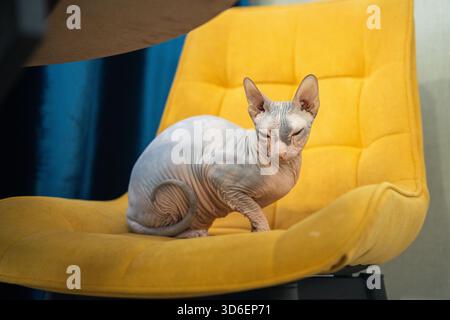Eine haarlose Sphynx-Katze sitzt bequem auf einem hellgelben Polsterstuhl und blickt auf die Kamera mit ihrer markanten faltigen Haut und ihrem großen Ei Stockfoto