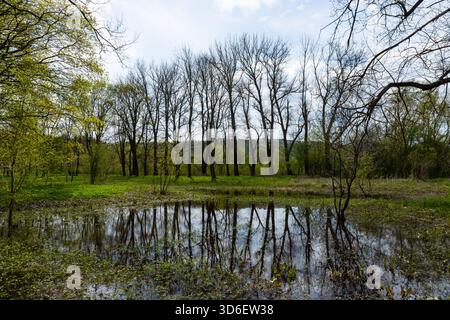 Ein beschauliches Feuchtgebiet in Ternopil Oblast bietet ein lebhaftes grünes Gras neben einem stillen Gewässer, mit hohen Bäumen, die sich unter einem spiegeln Stockfoto