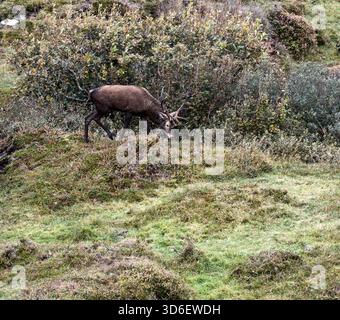 Einsamer Rothirsch während der Furche im County Donegal, Irland. Stockfoto