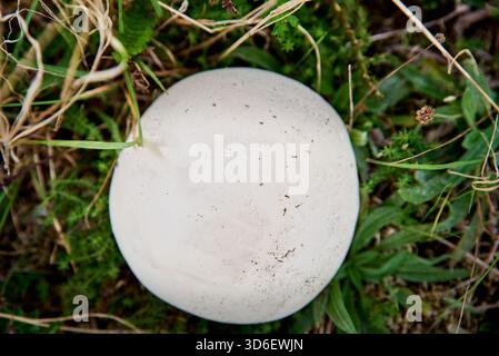 Ein großer, glatter, weißer Riesentauffilz (Calvatia gigantea) liegt auf Gras in einem natürlichen Lebensraum im Freien, seinem kugelförmigen Fruchtkörper Stockfoto