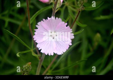 Einzelne blassrosafarbene Malva moschata „Musk Mallow“ Wildflower in the Borders im RHS Garden Harlow Carr, Harrogate, Yorkshire, England, Großbritannien Stockfoto
