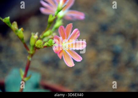 Lewisia Cotyledon Regenbogen „Siskiyou Lewisia“ (Rainbow Mixed) im Alpine House im RHS Garden Harlow Carr, Harrogate, Yorkshire, Großbritannien. Stockfoto