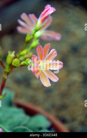 Lewisia Cotyledon Regenbogen „Siskiyou Lewisia“ (Rainbow Mixed) im Alpine House im RHS Garden Harlow Carr, Harrogate, Yorkshire, Großbritannien. Stockfoto