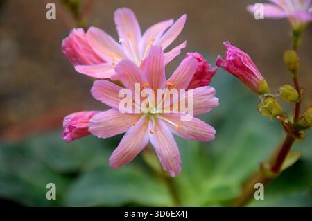 Lewisia Cotyledon Regenbogen „Siskiyou Lewisia“ (Rainbow Mixed) im Alpine House im RHS Garden Harlow Carr, Harrogate, Yorkshire, Großbritannien. Stockfoto