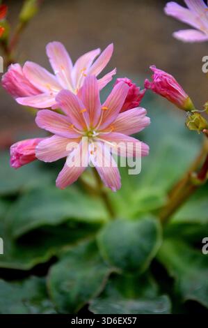 Lewisia Cotyledon Regenbogen „Siskiyou Lewisia“ (Rainbow Mixed) im Alpine House im RHS Garden Harlow Carr, Harrogate, Yorkshire, Großbritannien. Stockfoto