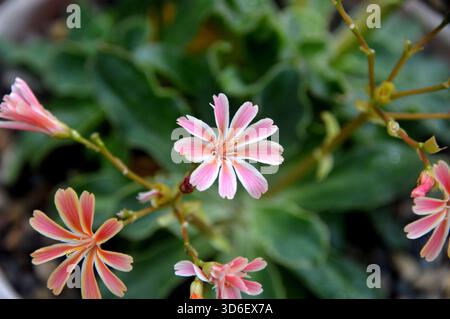 Lewisia Cotyledon Regenbogen „Siskiyou Lewisia“ (Rainbow Mixed) im Alpine House im RHS Garden Harlow Carr, Harrogate, Yorkshire, Großbritannien. Stockfoto
