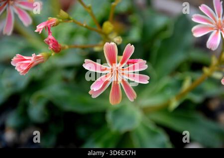 Lewisia Cotyledon Regenbogen „Siskiyou Lewisia“ (Rainbow Mixed) im Alpine House im RHS Garden Harlow Carr, Harrogate, Yorkshire, Großbritannien. Stockfoto