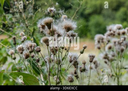 Cirsium arvense präsentiert seine zarten Blüten und flauschigen Samen in einem lebendigen Feld. Diese Pflanze gedeiht inmitten von üppigem Grün und schafft einen wunderschönen Öko Stockfoto