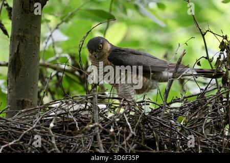 Eurasischer Sparrowhawk / Sperber ( Accipiter nisus ), erwachsener Mann, stehend am Rande seines horns, Nest, beobachtet seine Küken, Wildtiere, Europa. Stockfoto