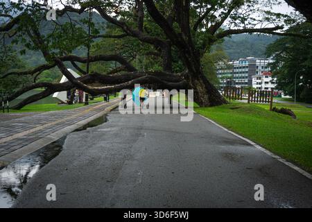 Eine Person mit einem Regenschirm spaziert nach Regen unter einem weitläufigen Baum auf einem nassen Pfad mit Pfützen in einer üppigen urbanen Parklandschaft Stockfoto