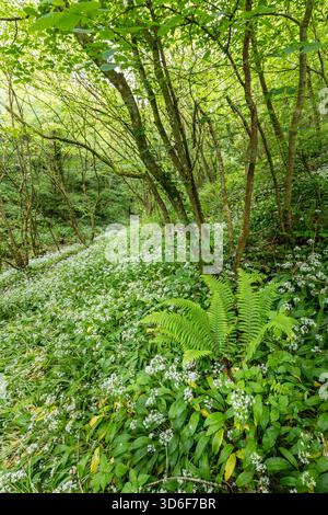 Wilder Knoblauch, Allium ursinum, Bishopston Valley, Gower, Wales, UK Stockfoto