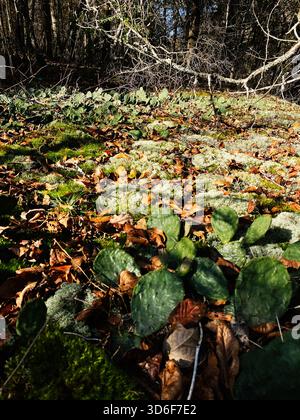 Sonnendurchflutete Waldflächen im Süden von Illinois sind mit Kakteen, Moos und Herbstblättern versehen. Stockfoto