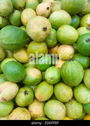 Ein Haufen Guavas, gestapelt in einem Supermarktregal. Tropische Früchte Stockfoto