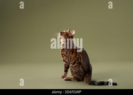 Eine bengalische Katze sitzt ruhig auf einem grünen Hintergrund und blickt in die Ferne. Die Haltung des Haustiers verleiht dem Bild Eleganz. Stockfoto