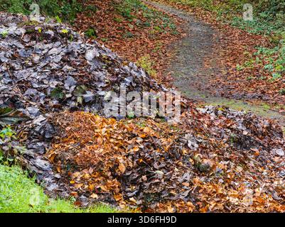 Sammelte Herbstblätter, die auf einem Stapel gesammelt wurden, um sie für die Blattschimmelherstellung zu verrotten Stockfoto