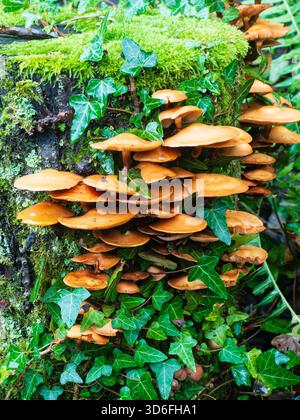 Novemberhaufen des Samtschenkelpilzes, Flammulina velutipes, auf einem alten Baumstamm Stockfoto