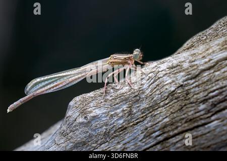 Blaues Federbein (Platycnemis pennipes) sehr junger Mann auf einem verwitterten Baumstamm Stockfoto