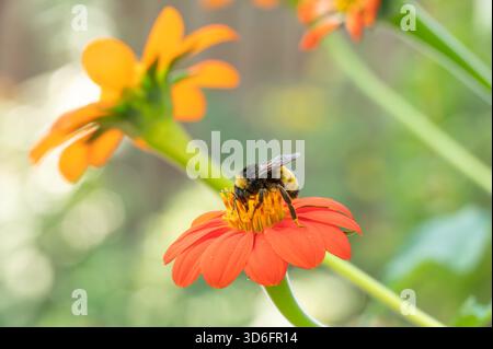 Nahaufnahme einer amerikanischen Hummel, Bombus Pensylvanicus, auf der Blume einer mexikanischen Sonnenblume, Tithonia rotundifolia. Stockfoto