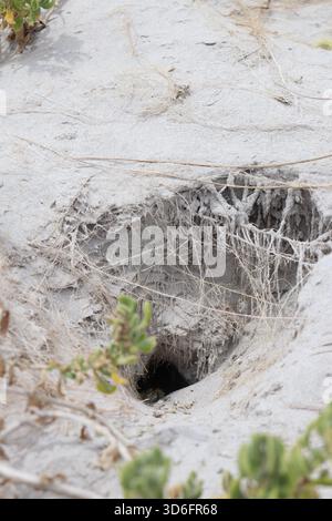 Vertikaler Schuss eines unbekannten Tierlochs am Boden einer großen Sanddüne, mit verworrenen Wurzeln, die sich von den Sukkulenten seitlich ausbreiten Stockfoto