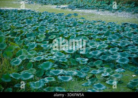 Breite Lotusblätter breiten sich über ein ruhiges Sumpfgebiet vor dem North Han River bei Namyangju aus und bilden sich überlappende Kreise aus blau-grünen Plättchen im schwindenden Licht Stockfoto