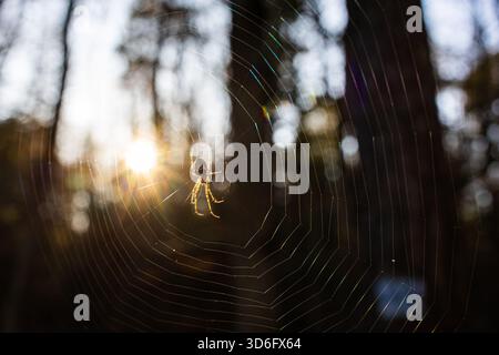 Spider im Kugelnetz in weichem Waldlicht Stockfoto