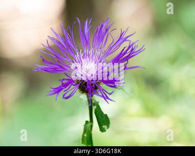 Centaurea nigrescens blühten Ende des Sommers Stockfoto