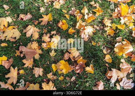 Eine Vielzahl von gelben und braunen Herbstblättern bedecken das Gras und schaffen eine wunderschöne natürliche Szene in einer friedlichen Umgebung. Stockfoto