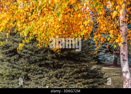 Hellgelbe Blätter kaskadieren von Bäumen in der Nähe und schaffen eine atemberaubende Herbstszene mit üppigen grünen immergrünen in einem friedlichen Park. Stockfoto