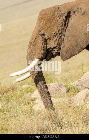 Afrikanischer Buschelefant (Loxodonta africana) in Tansania, Afrika Stockfoto