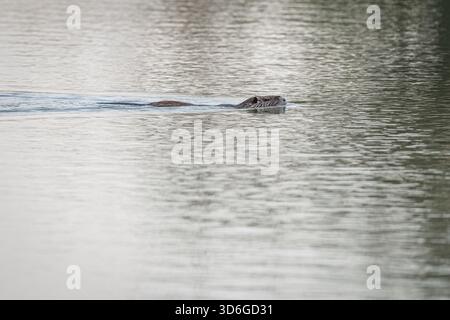 Coypu oder Nutria (Myocastor coypus) schwimmt am 12. Juli 2024 in Camargue, Frankreich. Stockfoto