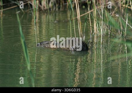 Coypu oder Nutria (Myocastor coypus) schwimmt am 12. Juli 2024 in Camargue, Frankreich. Stockfoto